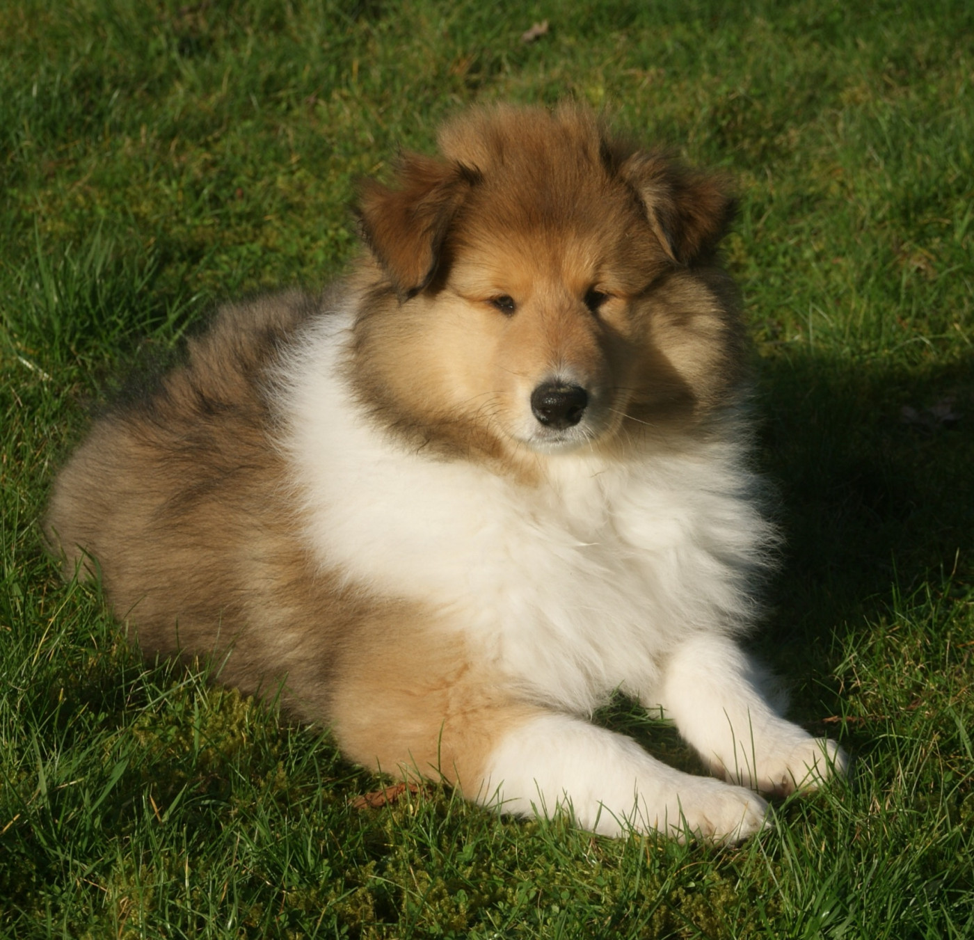 SUPERBE MALE FAUVE CHARBONNE DISPONIBLE