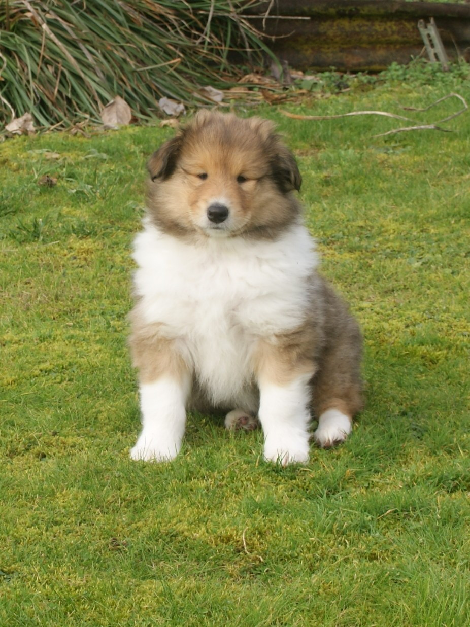 Du Vent Des Libertés - Chiots disponibles - Colley à poil long